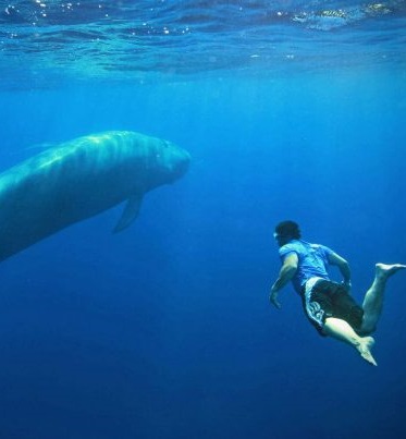 الفيلم الوثائقي وطن الحيتان