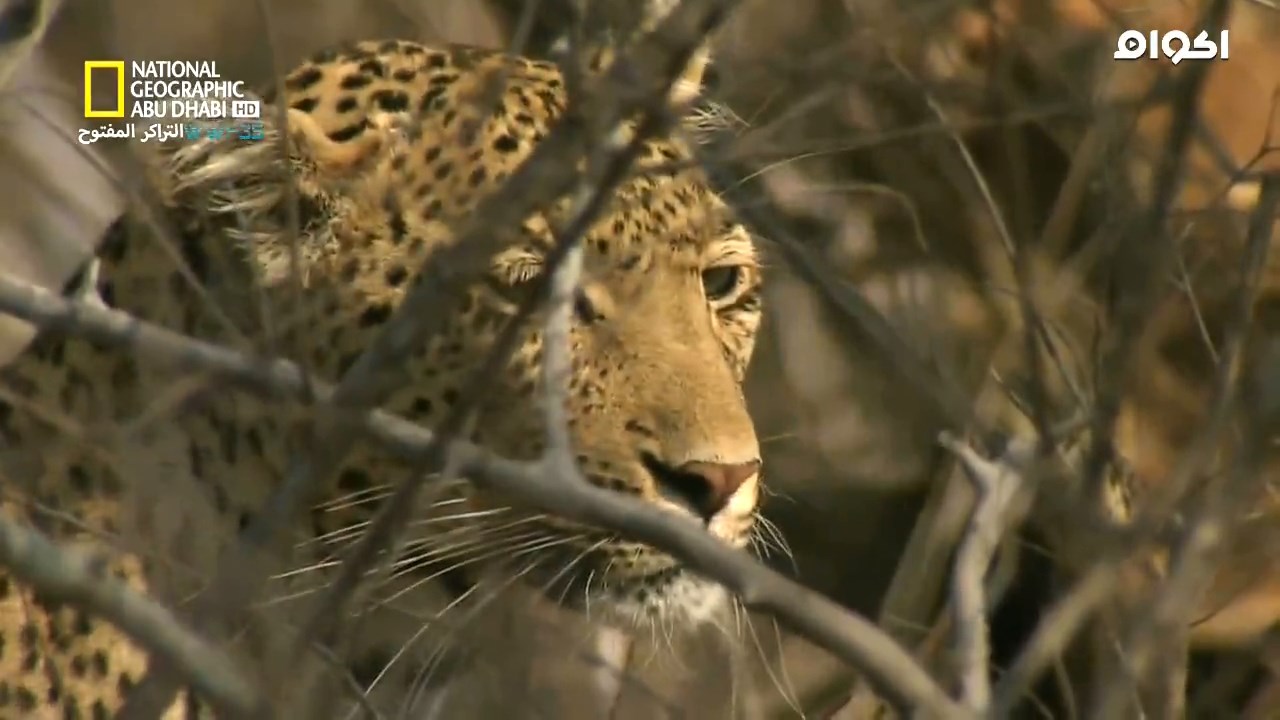 Predator Land,ارض المفترسات,وثائقي,متنزهات جنوب إفريقيا الوطنية