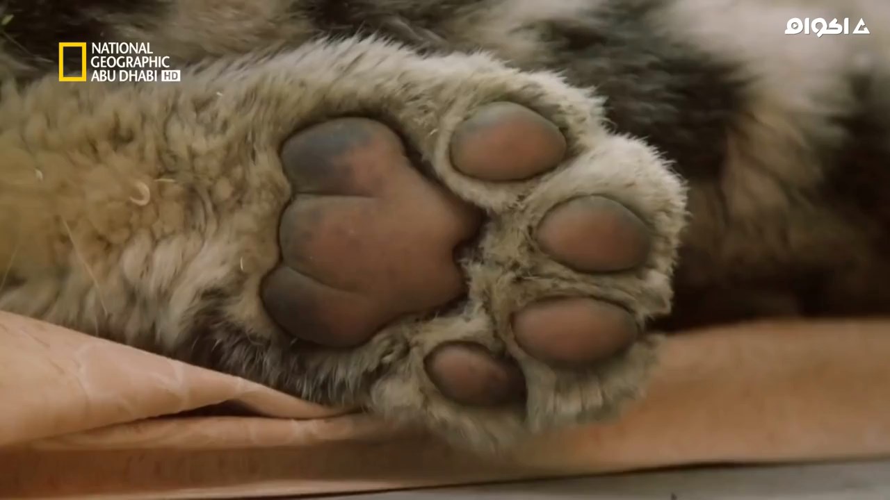 قطط الهند البرية,INDIAS WILD CATS,وثائقي
