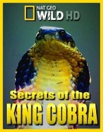 الفيلم الوثائقي الرائع - أسرار ثعبان كوبرا الملك - Secrets Of The King Cobra