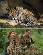 الفيلم الوثائقي : نمور ولدت حرة - Jaguars Born Free - مترجم