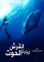 الفيلم الوثائقي : زيارة قرش الحوت 