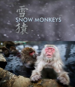 الفيلم الوثائقي قرود الثلج Snow Monkeys مترجم
