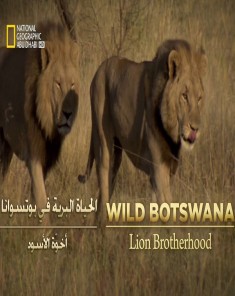 الفيلم الوثائقي الحياة البرية في بوتسوانا اخوة الأسود