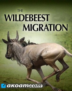 الفيلم الوثائقي هجرة الثياتل The Wildebeest Migration مترجم HD