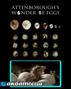 الفيلم الوثائقي عجائب البيض Attenboroughs Wonder of Eggs مترجم HD