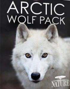 الفيلم الوثائقي الذئب الابيض Arctic Wolf Pack 2018 مترجم