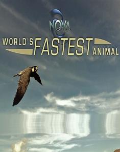 الفيلم الوثائقي Worlds Fastest Animal 2018 مترجم