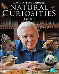 السلسلة الوثائقية David Attenborough's Natural Curiosities 2017 الموسم الرابع مترجم