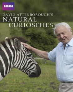 السلسلة الوثائقية David Attenborough's Natural Curiosities 2013 الموسم الاول مترجم