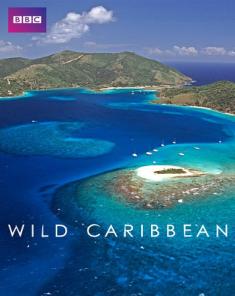 السلسلة الوثائقية منطقة البحر الكاريبي Wild Caribbean 2007 مترجم
