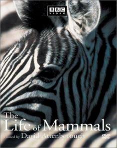 السلسلة الوثائقية حياة الثدييات The Life of Mammals مترجم