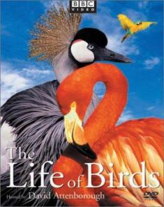 السلسلة الوثائقية حياة الطيور The Life of Birds مترجم
