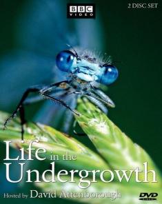 السلسلة الوثائقية الحياة تحت الشجيرات Life InThe Undergrowth مترجم