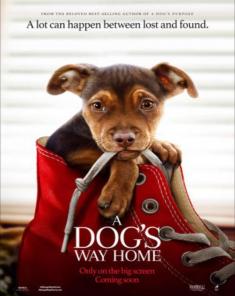 فيلم A Dog's Way Home 2019 مترجم 
