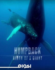 الفيلم الوثائقي Humpback Whale: Birth of a Giant 2019 مترجم